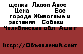 щенки  Лхаса Апсо › Цена ­ 20 000 - Все города Животные и растения » Собаки   . Челябинская обл.,Аша г.